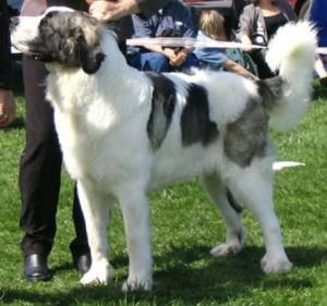 Pyrenean Mastiff Breeders